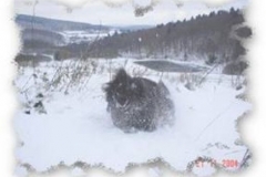 img_1322651729_21