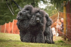 Aristodogs-11