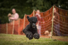 Aristodogs-12