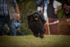 Aristodogs-14