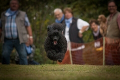 Aristodogs-15