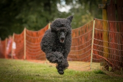 Aristodogs-17