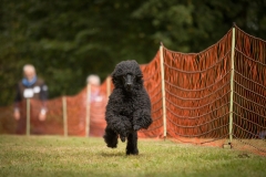 Aristodogs-18