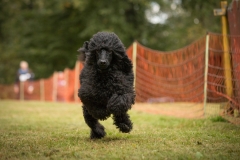 Aristodogs-19