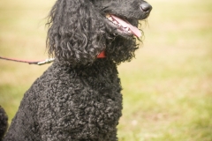 Aristodogs-2