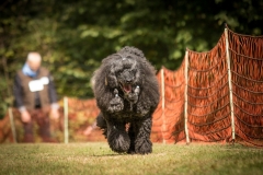 Aristodogs-21