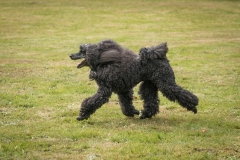 Aristodogs-22