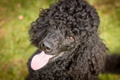 Aristodogs-23