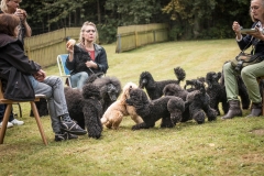 Aristodogs-26