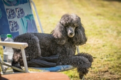 Aristodogs-27