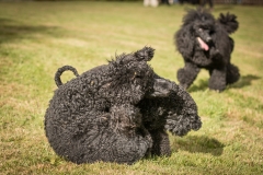 Aristodogs-28