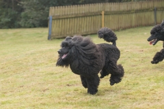 Aristodogs-29