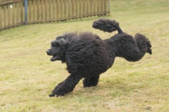 Aristodogs-30