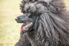 Aristodogs-32