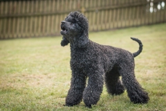 Aristodogs-33