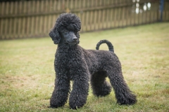 Aristodogs-34