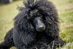 Aristodogs-36