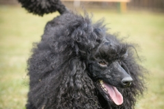 Aristodogs-37