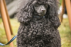 Aristodogs-39