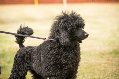 Aristodogs-41