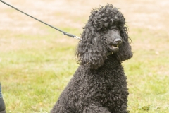 Aristodogs-5