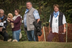 Aristodogs-8