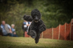 Aristodogs-9