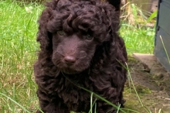 HP5